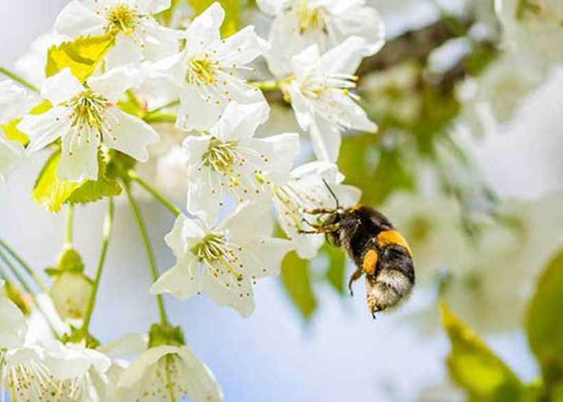 Bee pollenating flowers in garden