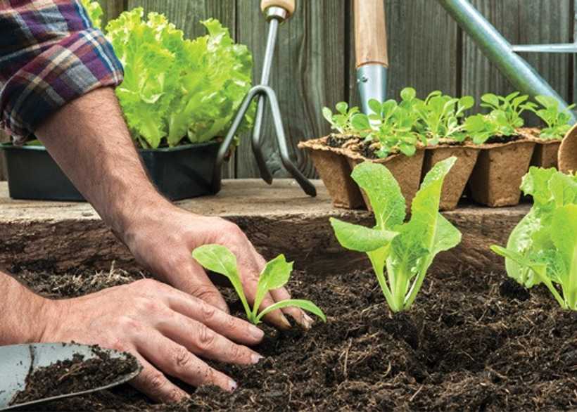 Gardener planting vegetables